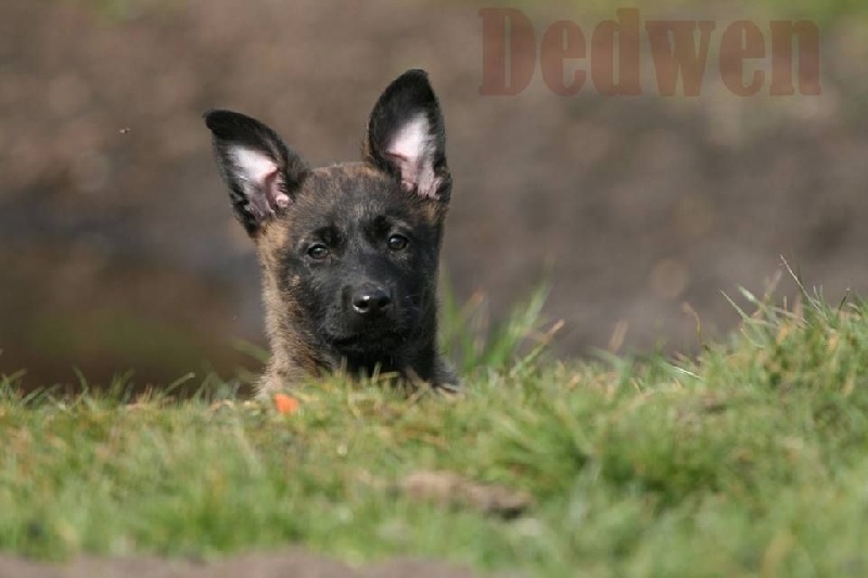 Dedwen Defender Dogs