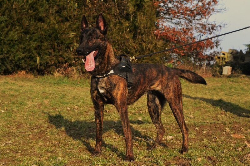 Iska Des Fonds De Gueule